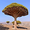 Socotra Picture